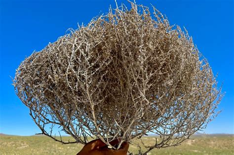 etsy tumbleweed